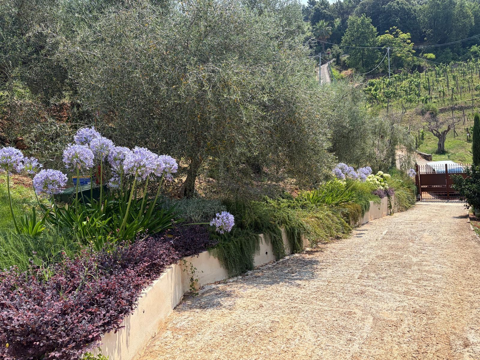 Realizzazione giardino a Marina di Pietrasanta